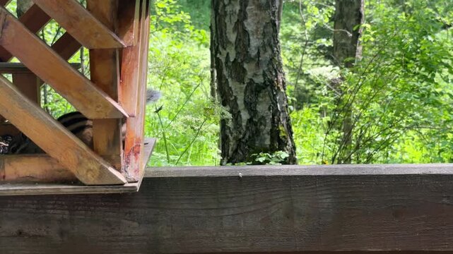 A wild chipmunk eats next to a wooden feeder in a summer forest. 4K footage