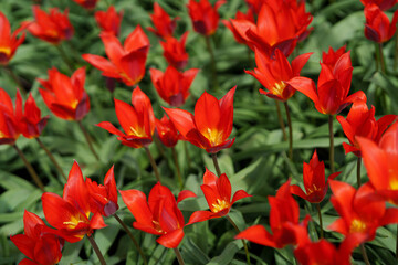 Obraz premium Kaufman's Scarlet Baby red tulips in a spring garden.