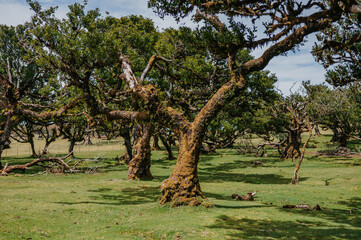 Obraz premium Ancient mossy laurel trees in a sunny Fanal Forest