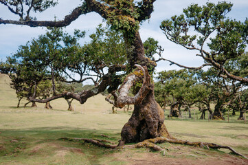 Obraz premium Gnarled ancient mossy tree in a Fanal Forest, Madeira