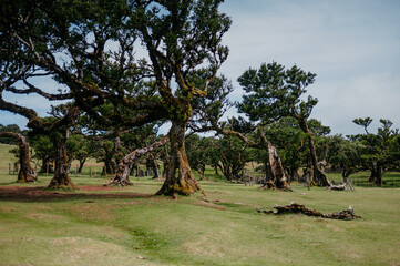 Obraz premium Ancient twisted trees in Fanal Forest meadow