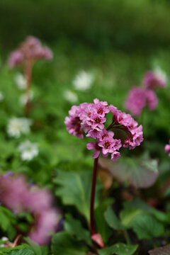The Rotblum heartleaved badan is an ornamental perennial.