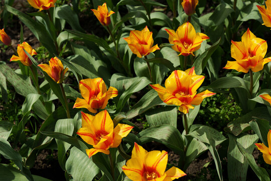 Yellow and orange tulips blooming in a spring garden Monsella.