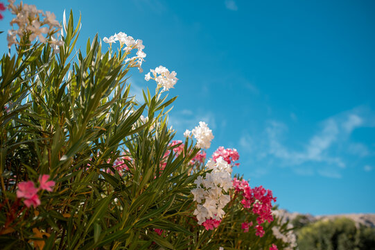 Vibrant pink and white oleander flowers bloom against a clear blue sky