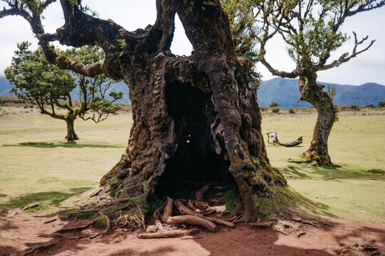 Majestic ancient tree with a large hollow trunk in Fanal Forest