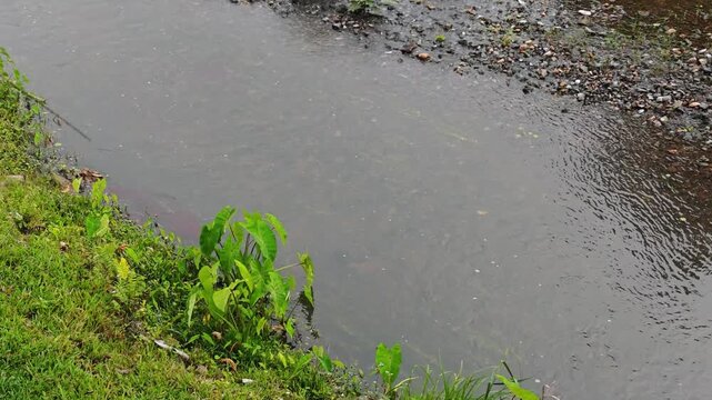 River flowing through the check dam in rural village and forest