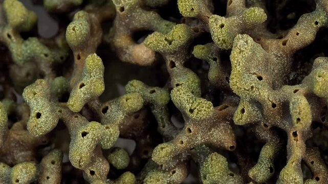 Close View of Natural Coral Skeleton Surface with Organic Structure