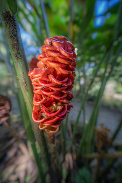 Close-up of a red beehive ginger flower bloom in a tropical garden setting with tropical, botanical