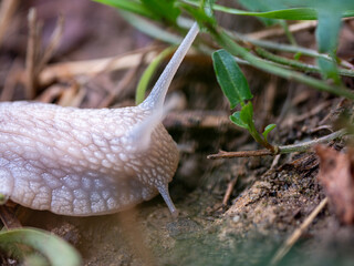 Extreme macro of a Roman snail (Helix pomatia) highlighting intricate skin texture and sensory tentacles while exploring the forest floor with a beautifully blurred natural background. © Marek