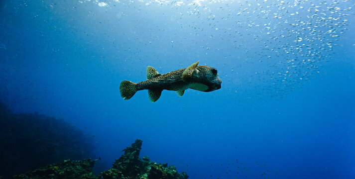 Underwater photo of a Pufferfish at a coral reef. From a scuba dive in  Thailand.