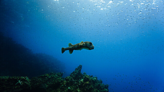 Underwater photo of a Pufferfish at a coral reef. From a scuba dive in  Thailand.