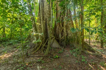 Massive ancient tree trunk with exposed buttress roots in dense tropical rain forest setting, buttress © vaclav