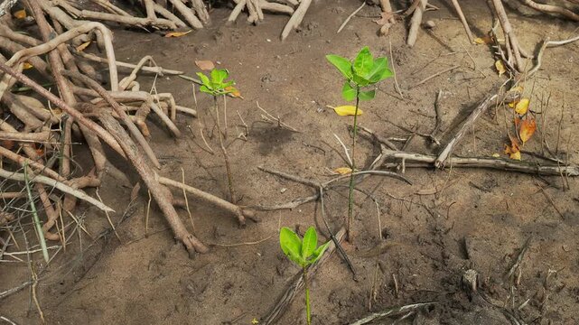Young Mangrove Seedlings Emerging from Muddy Coastal Shore