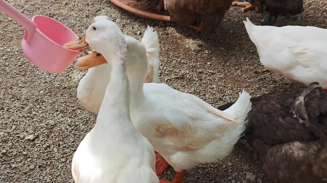 Chickens and ducks gather together to eat in a rustic farmyard