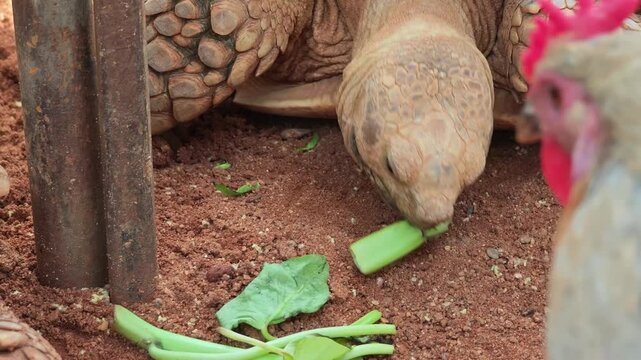 The turtle is eating water spinach.