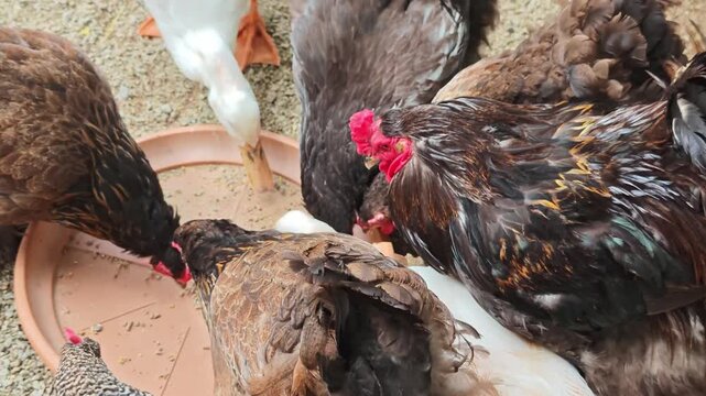 Chickens and ducks gather together to eat in a rustic farmyard