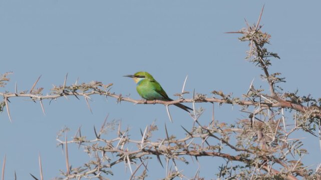 a slow motion clip of a of swallow-tailed bee-eater landing next to another on a branch of an acacia tree at etosha national park in namibia
