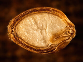 Obraz premium Wheat grain cross section macro showing detailed structure and texture, highlighting natural