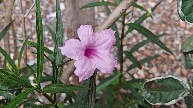 A close-up image of a beautiful pink Ruellia simplex flower reveals its vibrantly colored petals.