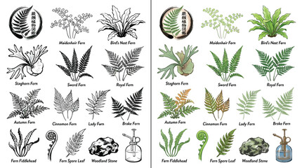 Collection of various fern species illustrations, both in black and white and color, showcasing different leaf shapes and growth patterns. © Renald