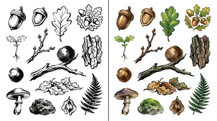 Collection of Hand-Drawn Botanical Elements Featuring Acorns, Oak Leaves, Mushrooms, and Forest Floor Details. © Renald