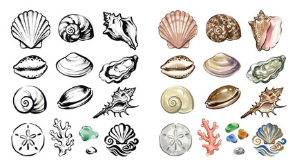 Collection of various seashells, corals, and beach elements in both sketch and watercolor styles. © Renald