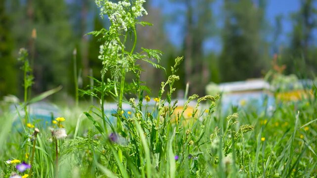 A close-up cinematic shot shifting focus from purple wild pansy flowers to delicate forget-me-nots blooming in a sunny green Altai meadow.