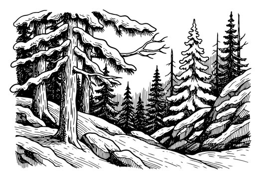 Winter forest landscape with snow covered pine trees and path in pen and ink engraving style