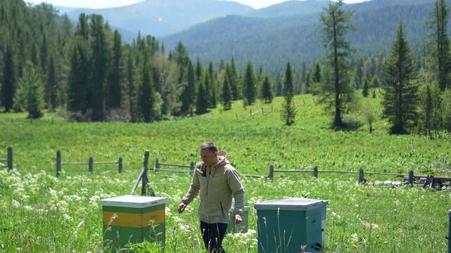A cinematic static wide shot of a male beekeeper standing proudly between two colorful wooden beehives at a remote Altai apiary.