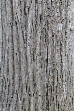 Black Locust Robinia pseudoacacia tree bark texture