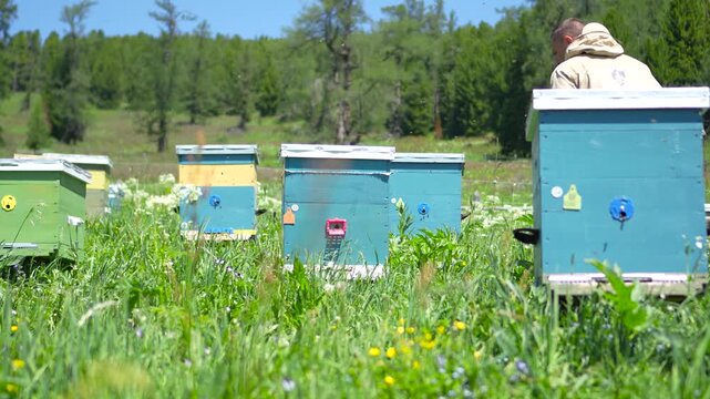 A cinematic wide shot of a professional male beekeeper stepping into the frame and squatting to inspect colorful wooden beehives at an Altai apiary.