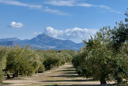 Olive grove with mountain landscape in Andalusia, Spain