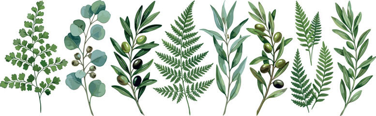 Watercolor vector botanical illustration set of various green leaves and branches including fern eucalyptus olive branches and foliage isolated on white background © MstBizly