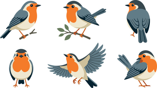 Cute cartoon vector illustration set of European robin birds in different poses including flying sitting on branches isolated on white background