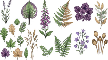 Watercolor vector botanical collection of woodland forest elements including purple foxglove bellflowers lavender fern leaves and autumn foliage isolated on white background © MstBizly