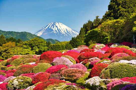 箱根のつつじ満開の庭園と富士山の絶景