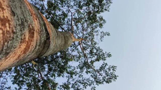 Low Angle View of Tall Tree Canopy Reaching the Clear Blue Sky