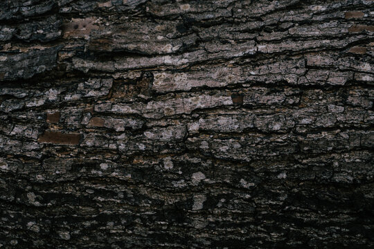 tree bark texture