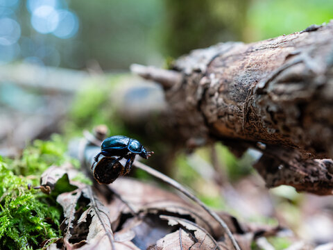Macro side view of a black blue scarabaeus on a peace of wood