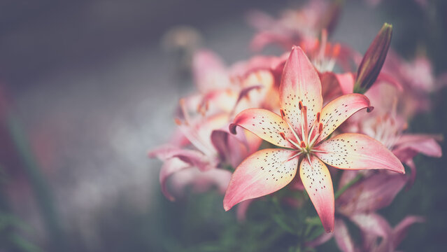Lily flower on dark blurred background in vintage style outdoors, beautiful summer floral art background, copy space
