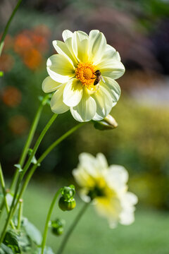 Close up of a white yellow flower and a pollinating bee