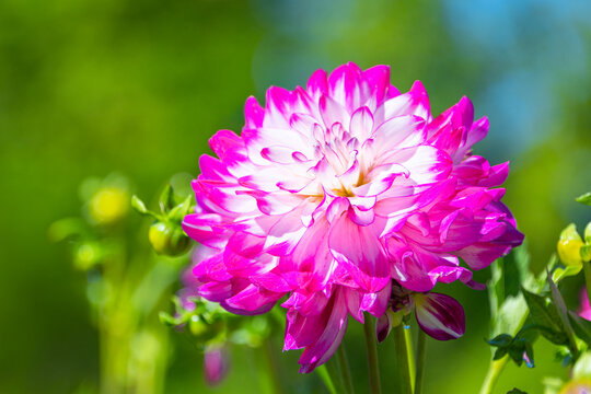 Macro of a dahlia-hybrid flower head in pink and white petals