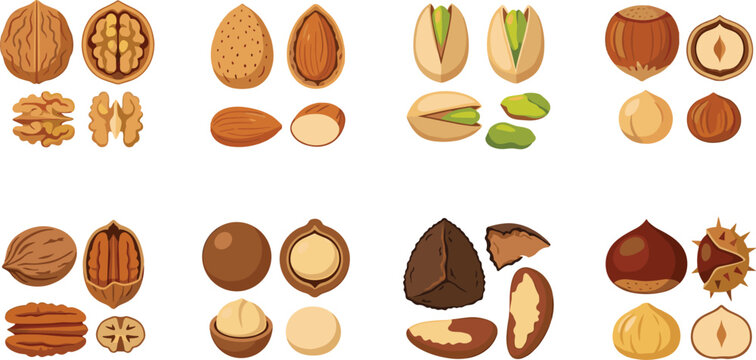 Colorful vector illustration set of assorted nuts including walnuts almonds pistachios and hazelnuts in various states.