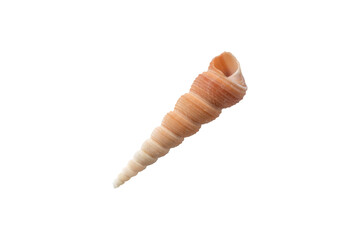 Turritella communis common tower shell isolated transparent png © photohampster