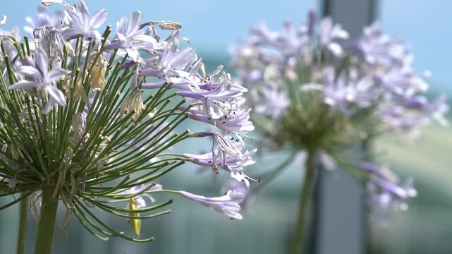Fleur d'&eacute;t&eacute; au rythme du vent