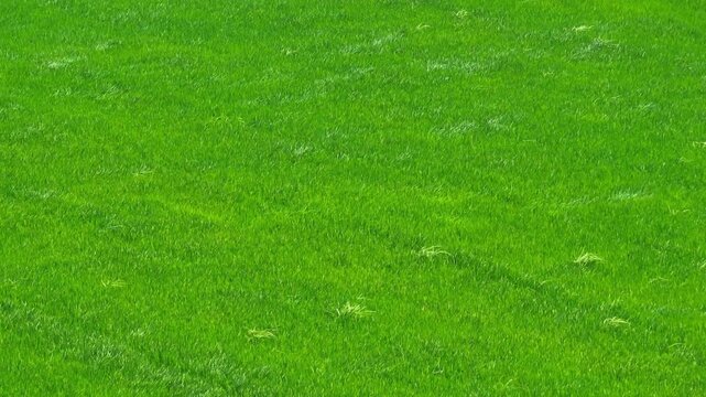 Overhead drone shot of vibrant green rice fields dancing in the wind, representing life force, tranquility, renewable landscapes, sustainable agriculture, and healthy organic environments. 4k.
