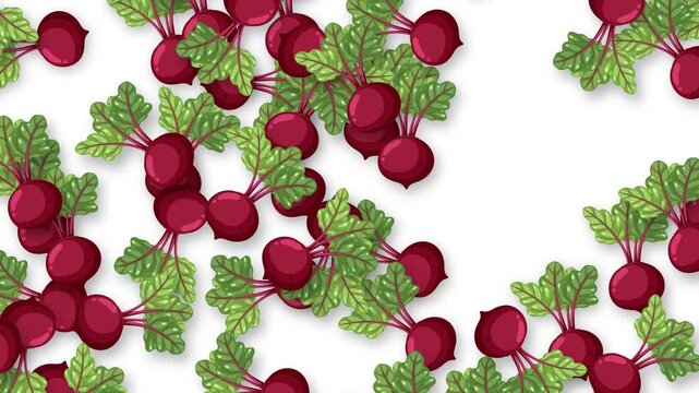 Falling Fresh Beetroot Vegetables Animation on White Background