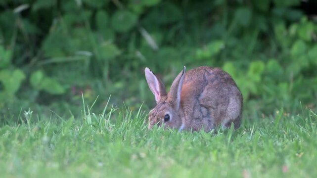 European Rabbit (Oryctolagus cuniculus) pulling up and eating roots from a garden lawn. July, Kent, UK [Half speed]