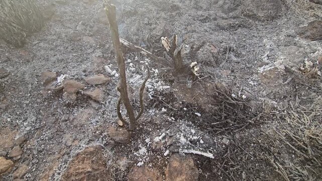 Ash blankets scorched earth and charred branches. Smoke curls faintly over burnt terrain. Lone, twisted stem stands broken, half-burnt. Desolation lingers after wildfire passes