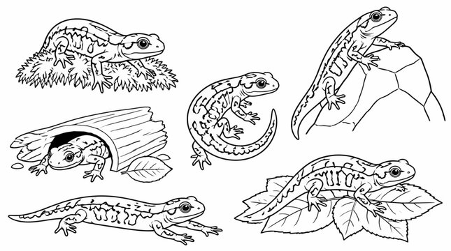 Set of cute cartoon newts in various poses, line art illustration